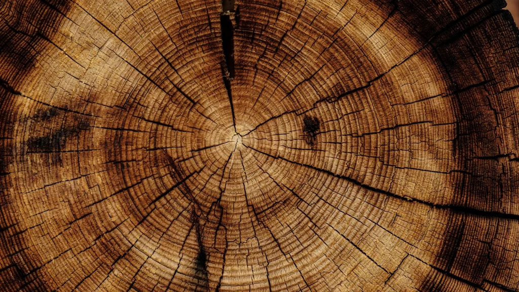 Holzarten und ihre Eigenschaften